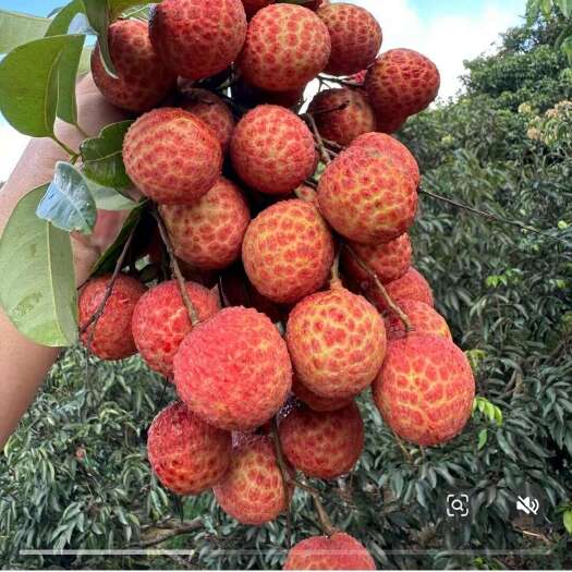 陆丰市凤花荔枝