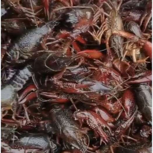 监利市湖北清水小龙虾
