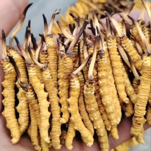 理塘县甘孜虫草
