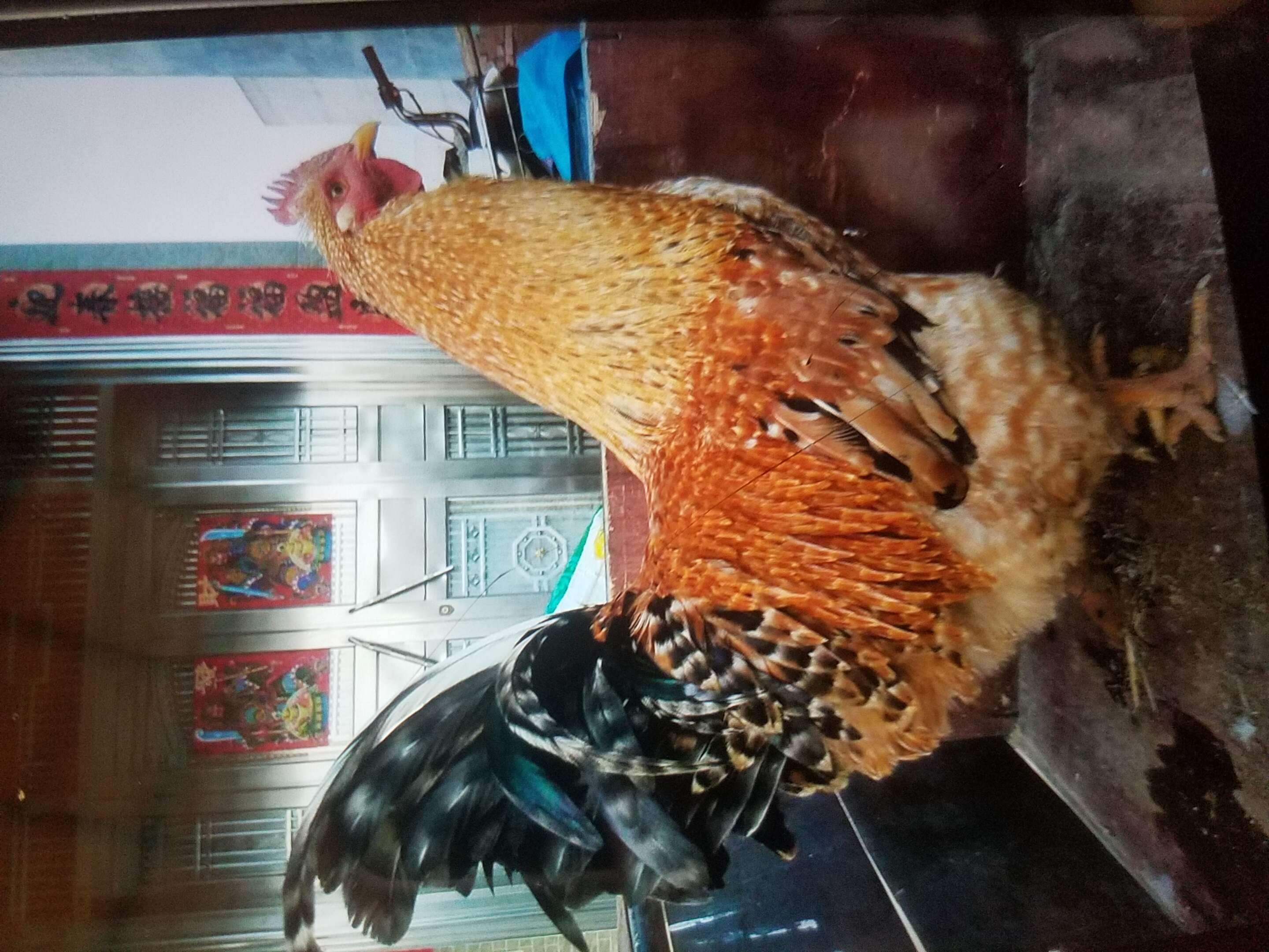 麗麗小苗店