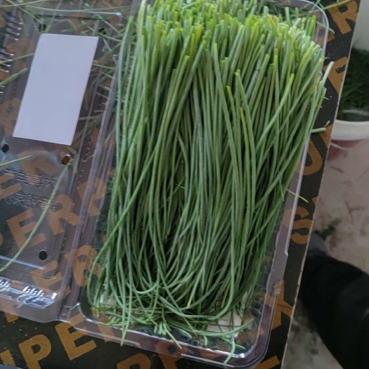 沙葱