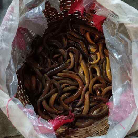 广州越南黄鳝