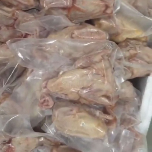 鸽子肉！放养鸽子