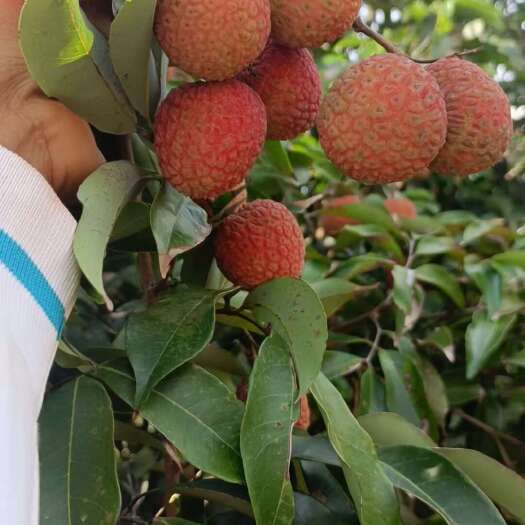 高州市高州荔枝，欢迎摆摊，电商，工厂，市场前来