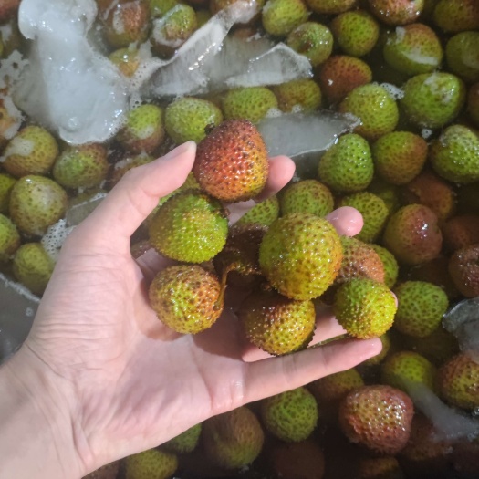陵水县海南广东妃子笑荔枝电商一件代发 团购 直播都可以安排