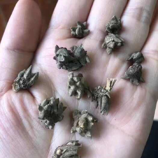 淮滨县河南淮滨猫抓草