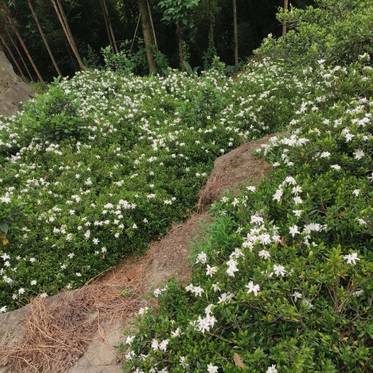 犍为县海栀子花，又称为雀舌栀子花