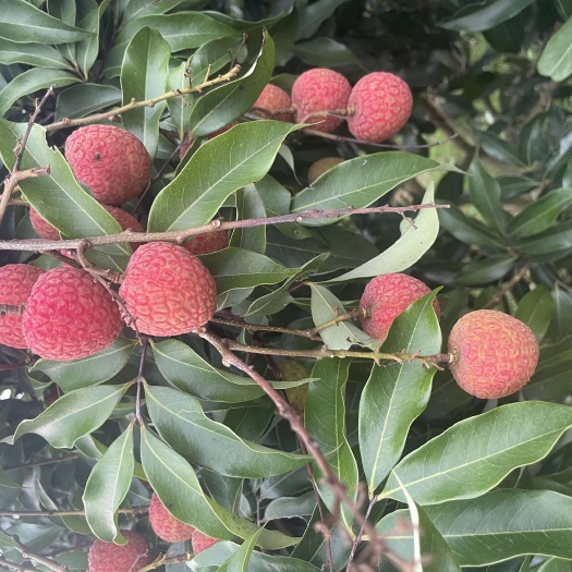 高州市有需要荔枝的老板可以联系我了，茂名高州妃子笑白糖罂