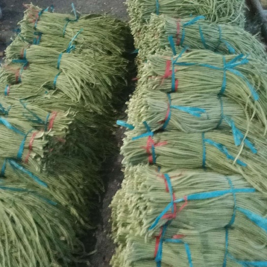 长豆角，山东省莘县长豆角大量上市