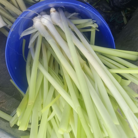 鱼台县蒲菜