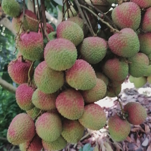 廉江市廉江良垌荔枝