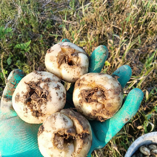 恩施市恩施产地直供川贝母中药材天然根茎类药材