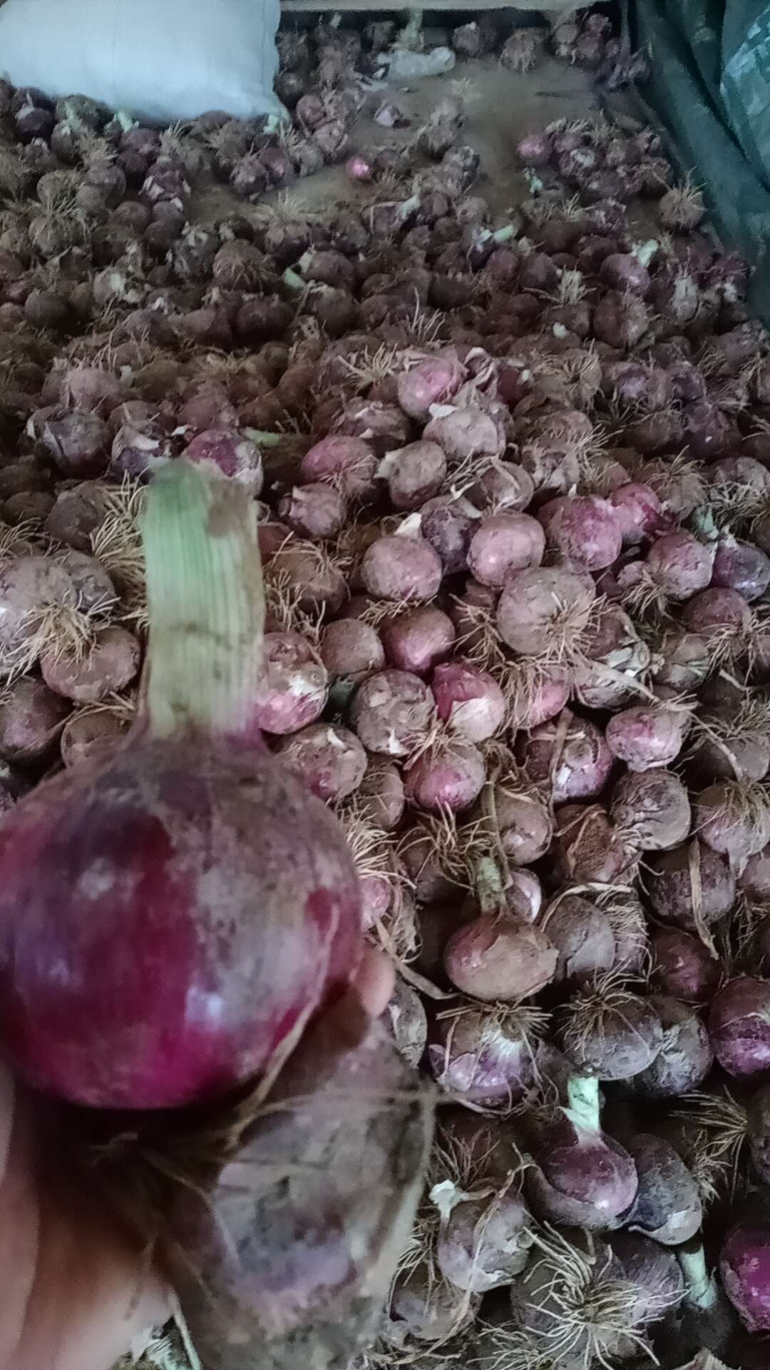 新鲜大叶韭菜 石家庄藁城直发 优质蔬菜批发