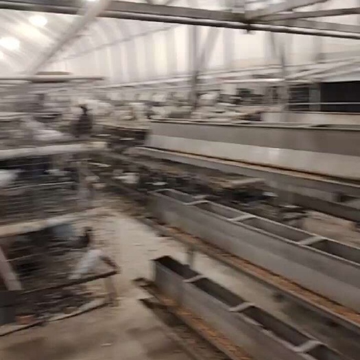 五河县白鸽