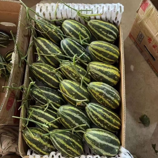 青县青县甜瓜博洋久一大量上市