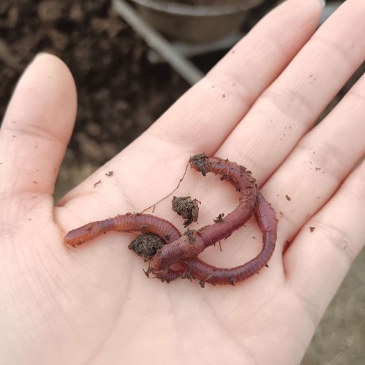 邓州市纯牛粪蚯蚓     红蚯蚓