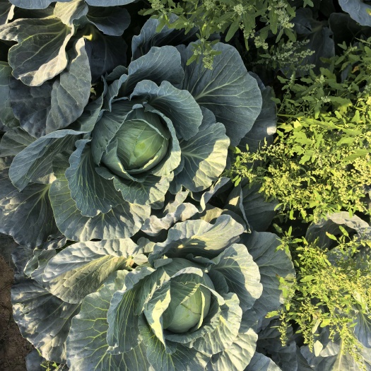 南充四川南充新鲜圆包菜 甘蓝类蔬菜 嘉陵区直发，质量保证，
