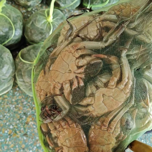 微山县微山湖精品六月黄