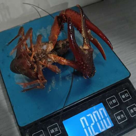 马鞍山鲜活小龙虾，产地直发