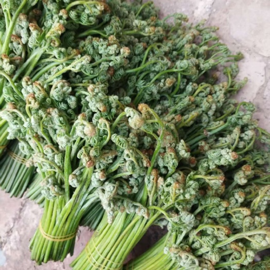 青海新鲜蕨菜 海东直发 互助土族自治县特产 绿色健康食材