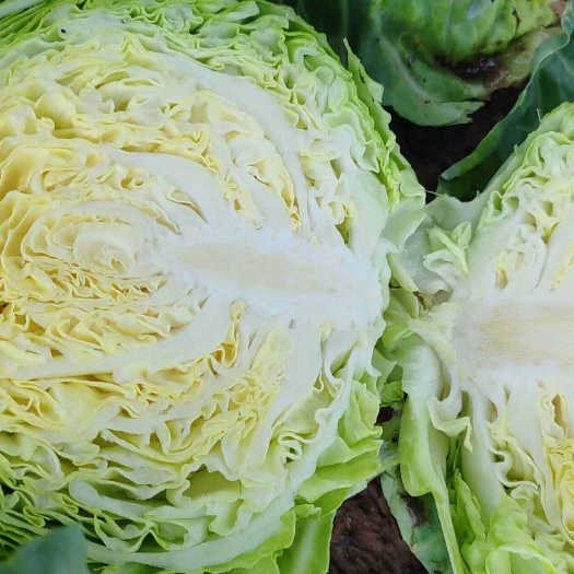 文水县蔬菜甘蓝