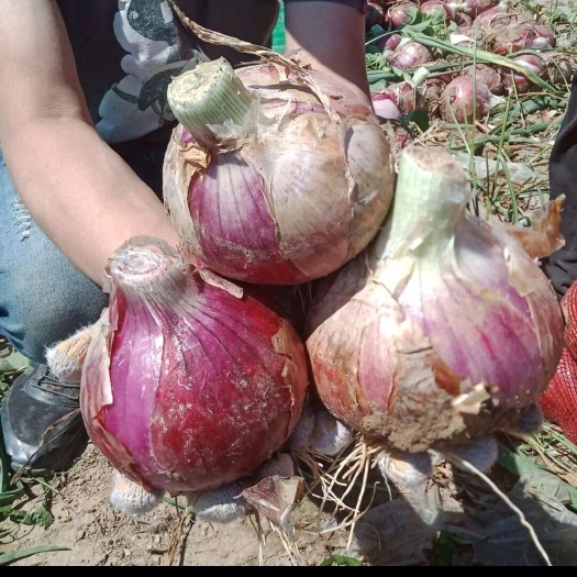滨州二红洋葱大量上市