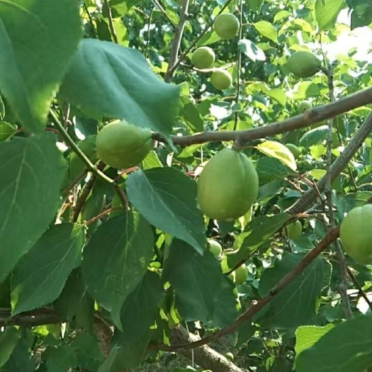 陕西大荔的珍珠杏，6月中旬成熟