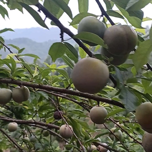 昭平县广西贺州新鲜三华李 昭平县直发 当季优质水果
