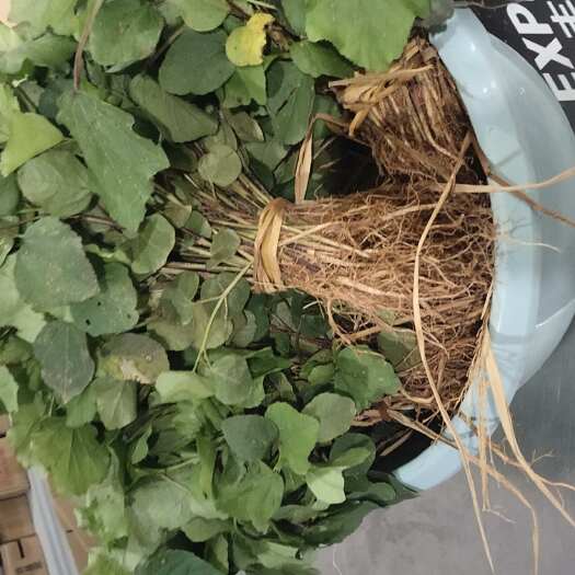 安远县玫瑰茄苗、红桃K苗、洛神花苗