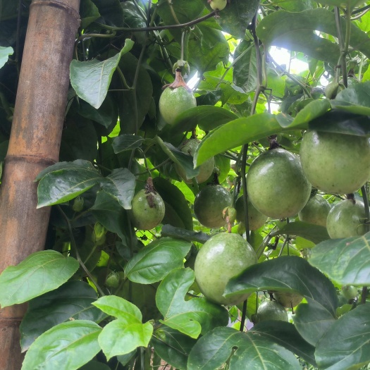遂溪县种植基地直发，一件代发，批发黄金百香果