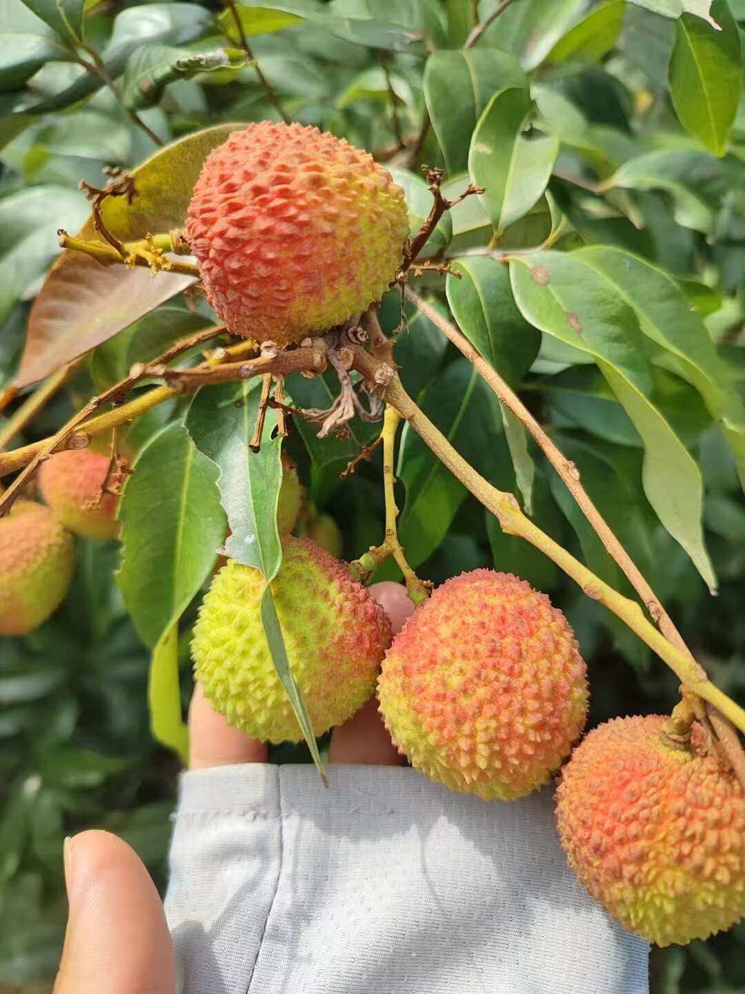 广东茂名高州根子镇妃子笑荔枝新鲜现摘批发果大核小