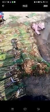 夏邑县芦苇苗河道绿化专用