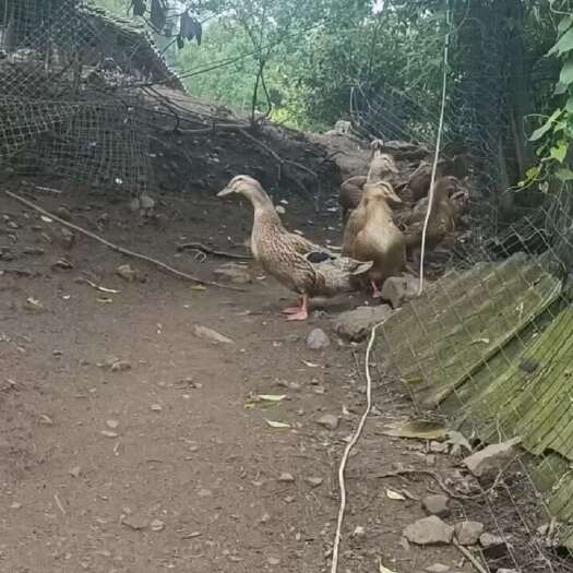 贵阳一年产蛋老鸭，皮黄油黄，