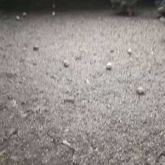 贵阳鸭蛋。要得速度