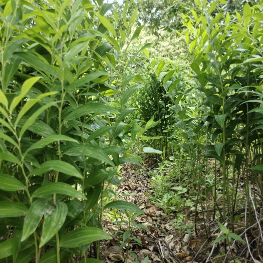 新县大别山姜形黄精·自然馈赠的健康瑰宝，源自将军县大别山腹地