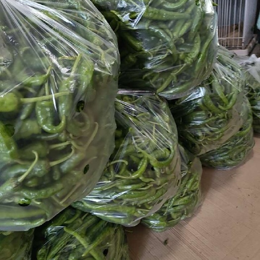 安乡县软皮青椒湘研55号