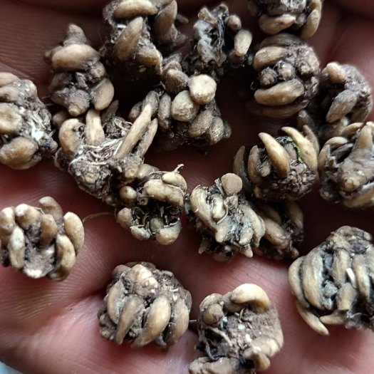 淮滨县河南信阳猫爪草中药材 干燥根茎 品质优选 直发淮滨县