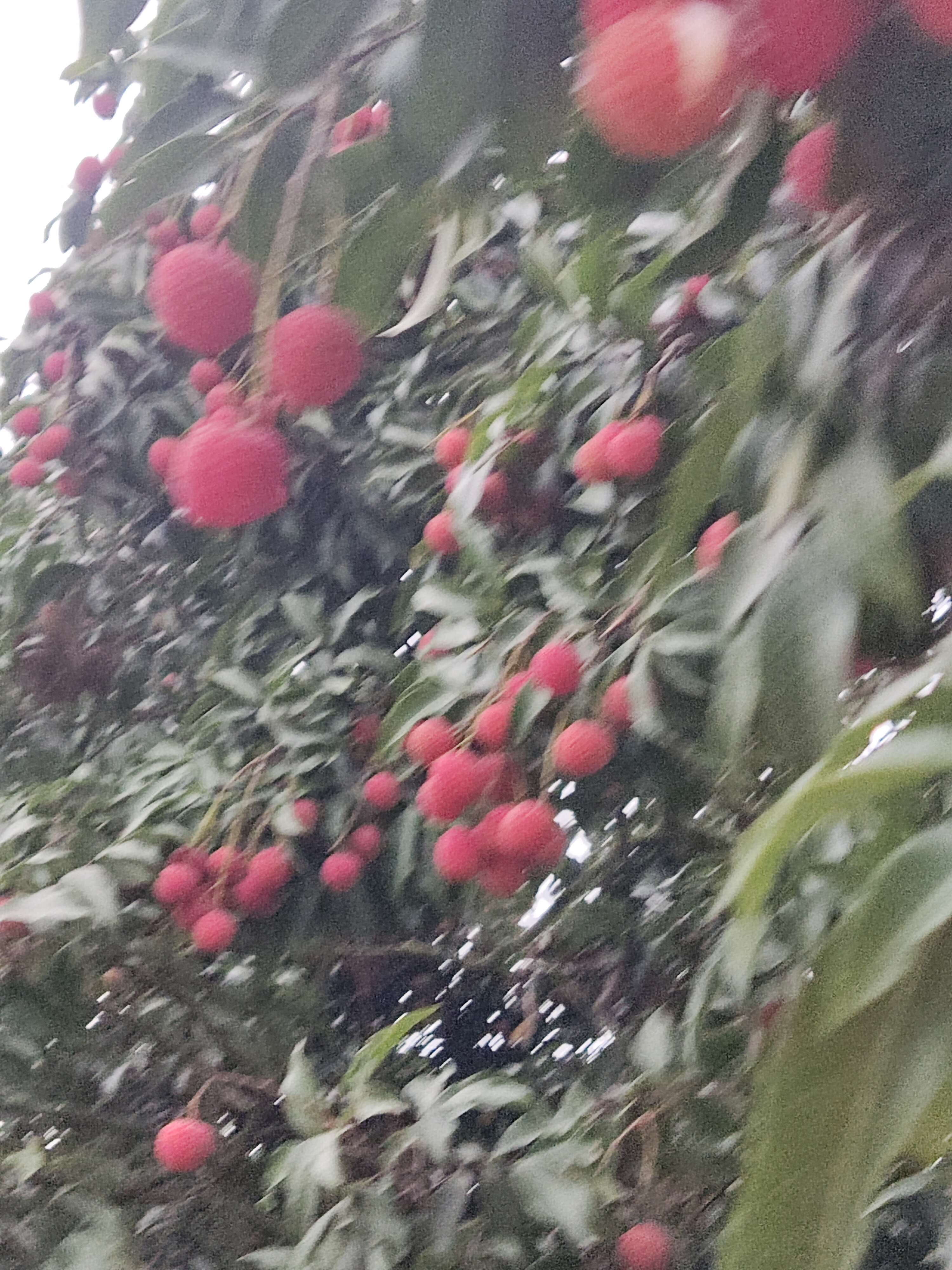 白糖罂荔枝