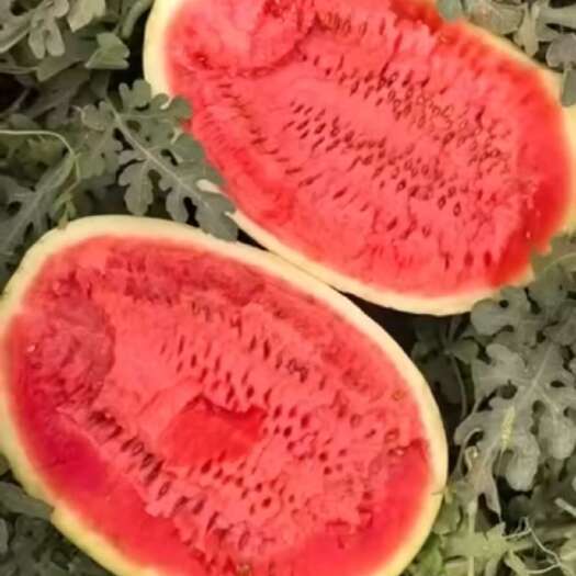 吐鲁番吐鲁番金城5  质量口感嘎嘎甜 需要的老板联系