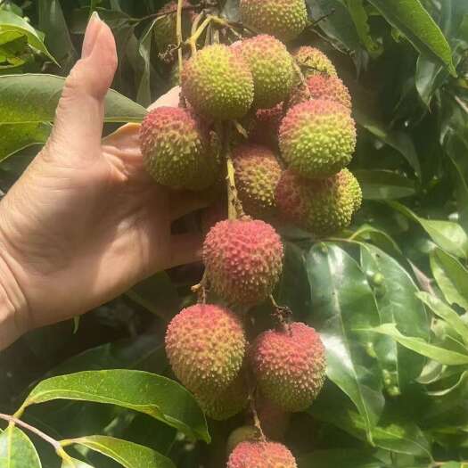 高州市广东茂名高州妃子笑荔枝新鲜采摘现发货