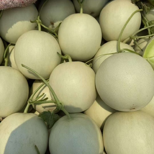 莘县冰淇淋玉菇甜瓜