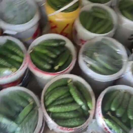青岛移风白菜茬旱黄瓜鲁黄三号