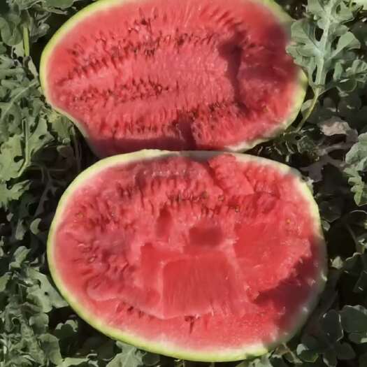 吐鲁番新疆吐鲁番金城5开干  质量口感嘎嘎好  诚信经营质量三包