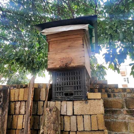 桂平市广西桂平纯正龙眼荔枝蜜 24个月保质期 天然营养滋补品