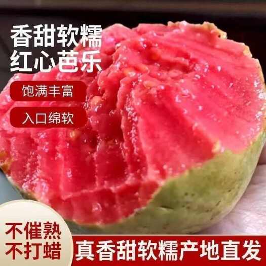 海口红心芭乐批发全国发货！