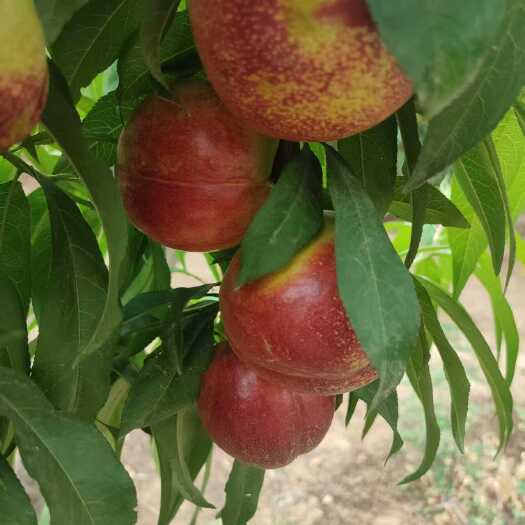 芽变 大果茎油桃，甜度好，产地直采！