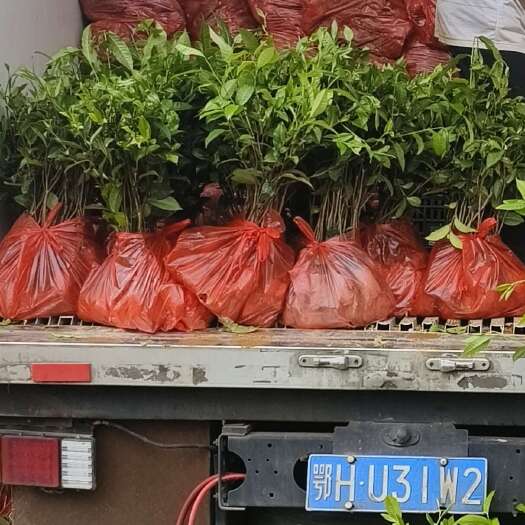 梅州茶叶苗，汕尾茶苗，江门茶叶苗，广东茶叶苗，广东普洱茶苗