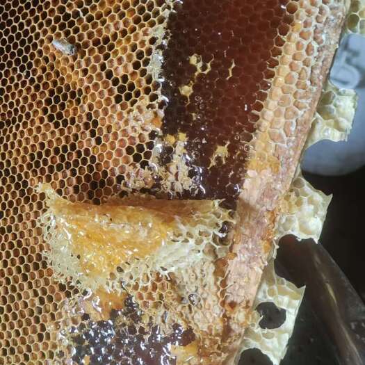 江西赣南 中华蜂土蜂 百花蜜24个月保质期 新鲜包装