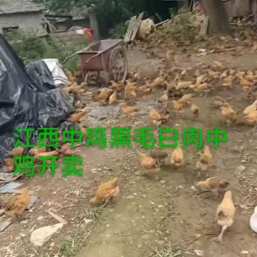 南安市江西土鸡