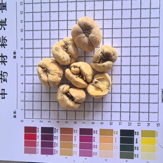鄄城县浙贝个 浙贝母大贝同稳药材批发各种各样中药材